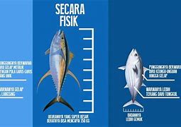 Tuna Tongkol Dan Cakalang Adalah Termasuk Kedalam Kelompok Ikan